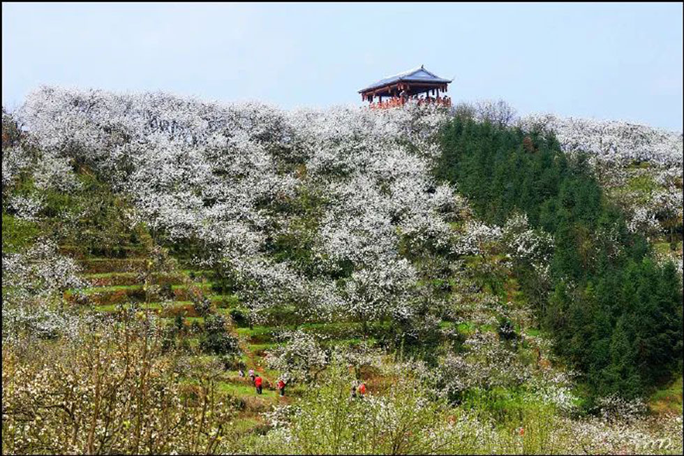 【春天，广西桂林灌阳县向您发出邀请！】我们在灌阳看梨花 - 游山玩水 - 兰州生活社区 - 兰州28生活网 lz.28life.net