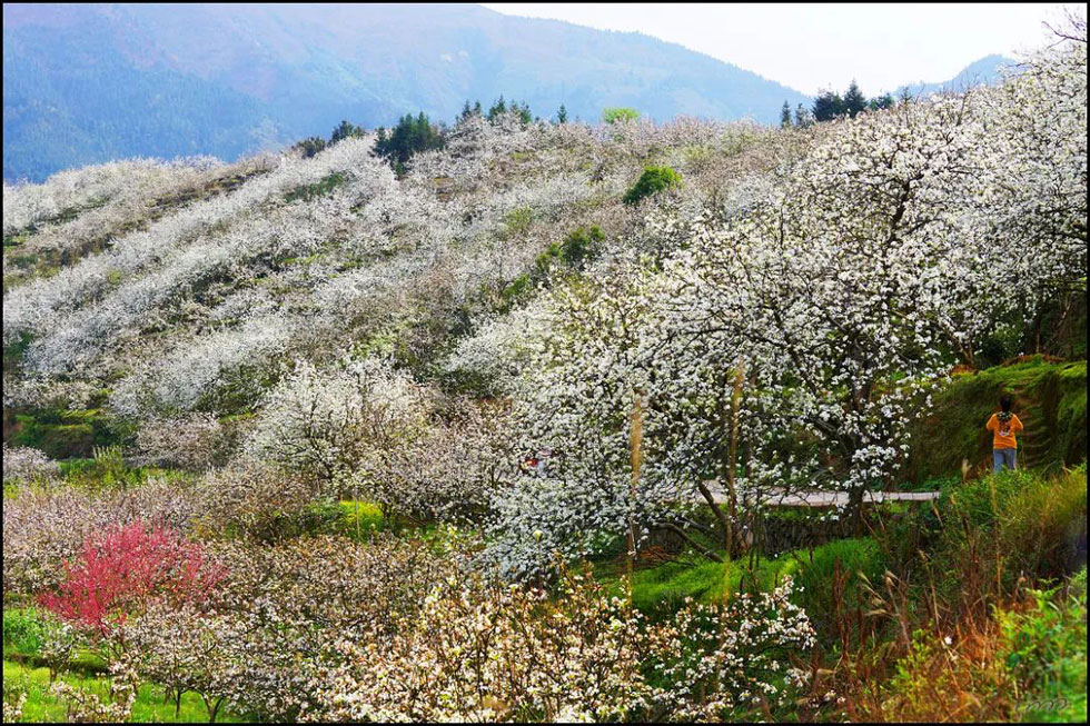 【春天，广西桂林灌阳县向您发出邀请！】我们在灌阳看梨花 - 游山玩水 - 兰州生活社区 - 兰州28生活网 lz.28life.net