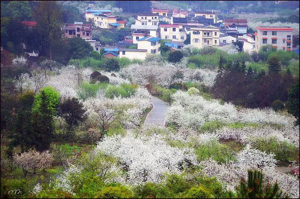 【春天，广西桂林灌阳县向您发出邀请！】我们在灌阳看梨花 - 游山玩水 - 兰州生活社区 - 兰州28生活网 lz.28life.net