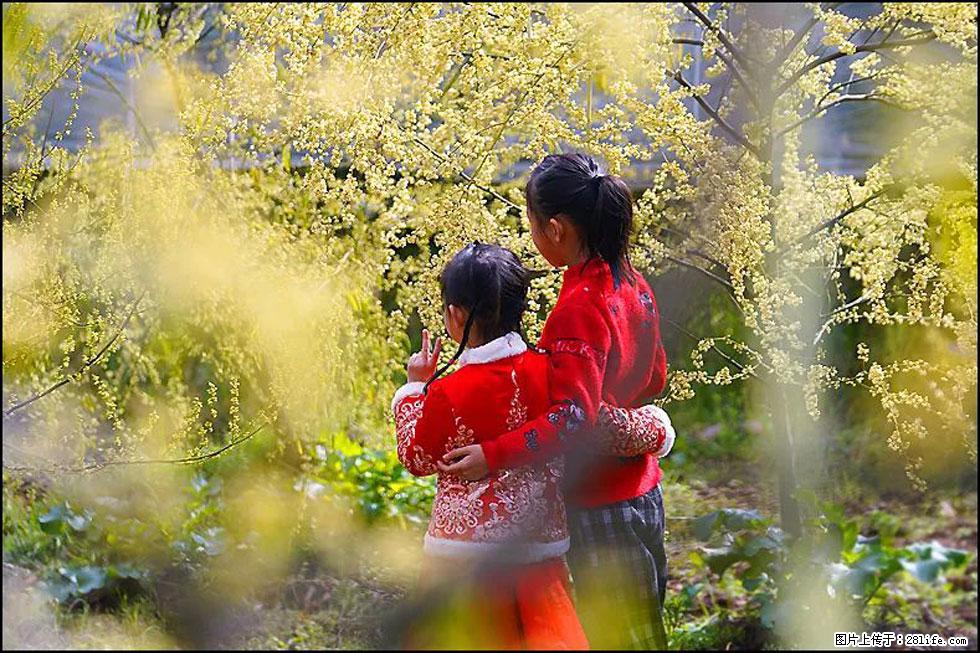 【春天,广西桂林灌阳县向您发出邀请!】米珠山前有片山苍子花在飘香 - 游山玩水 - 兰州生活社区 - 兰州28生活网 lz.28life.net