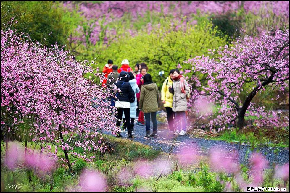 【春天，广西桂林灌阳县向您发出邀请！】官庄村有个醉美的桃花园 - 游山玩水 - 兰州生活社区 - 兰州28生活网 lz.28life.net