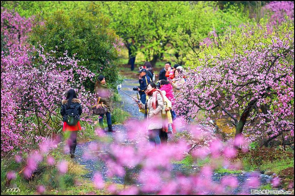 【春天，广西桂林灌阳县向您发出邀请！】官庄村有个醉美的桃花园 - 游山玩水 - 兰州生活社区 - 兰州28生活网 lz.28life.net