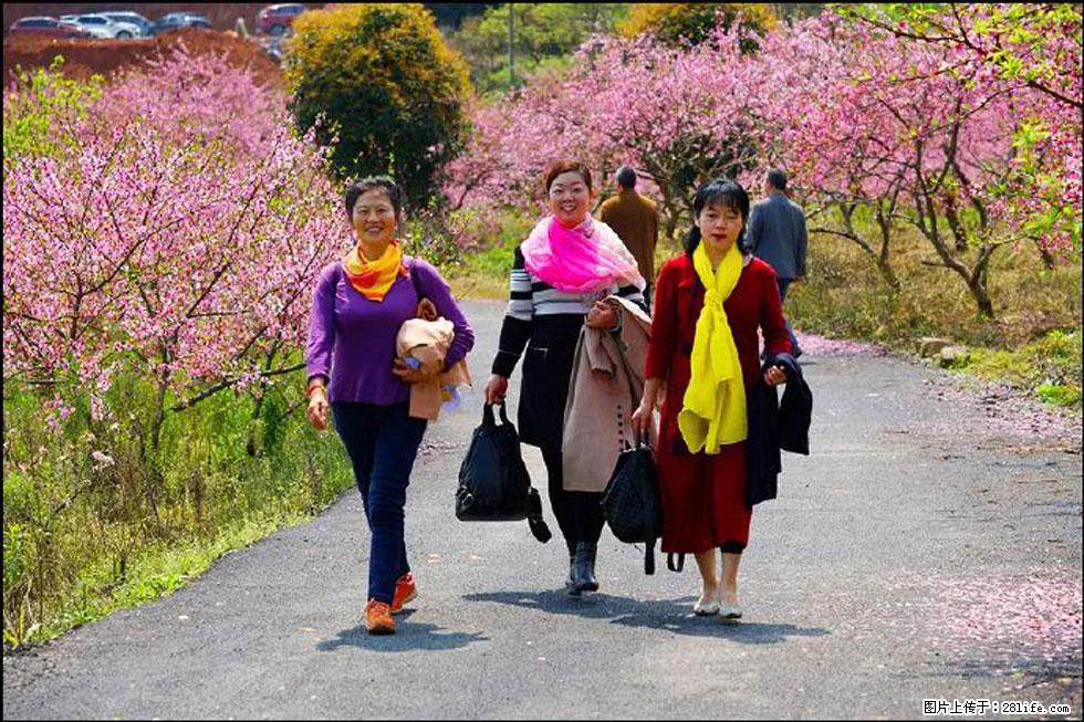 【春天，广西桂林灌阳县向您发出邀请！】官庄村有个醉美的桃花园 - 游山玩水 - 兰州生活社区 - 兰州28生活网 lz.28life.net