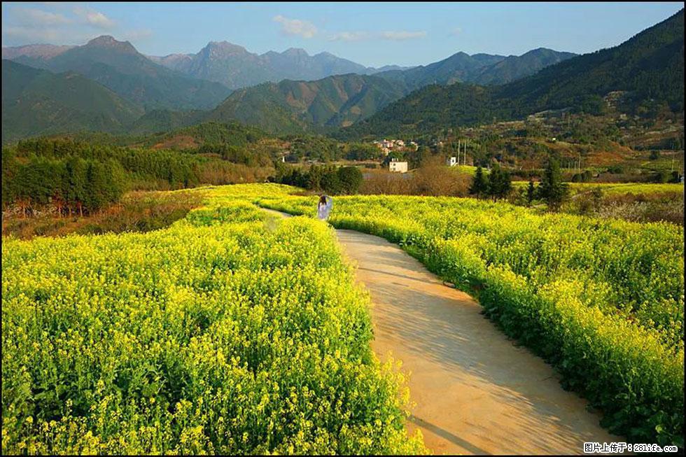 【春天，广西桂林灌阳县向您发出邀请！】长坪村油菜盛情花开 - 游山玩水 - 兰州生活社区 - 兰州28生活网 lz.28life.net