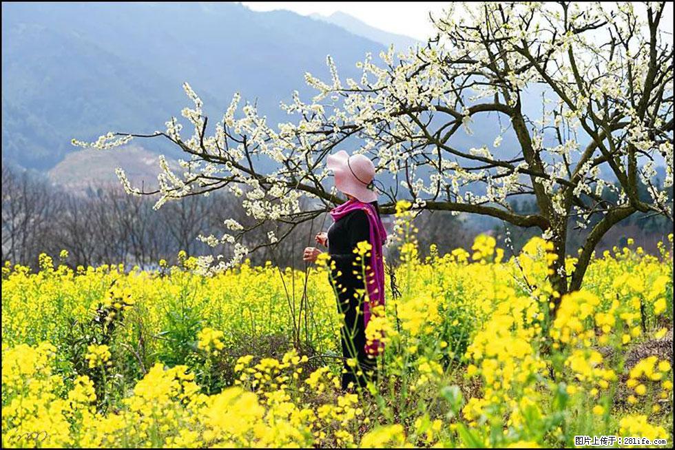 【春天，广西桂林灌阳县向您发出邀请！】长坪村油菜盛情花开 - 游山玩水 - 兰州生活社区 - 兰州28生活网 lz.28life.net