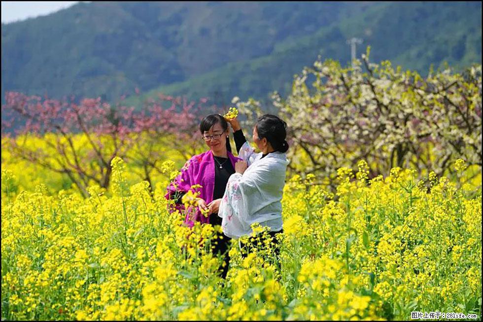 【春天，广西桂林灌阳县向您发出邀请！】长坪村油菜盛情花开 - 游山玩水 - 兰州生活社区 - 兰州28生活网 lz.28life.net