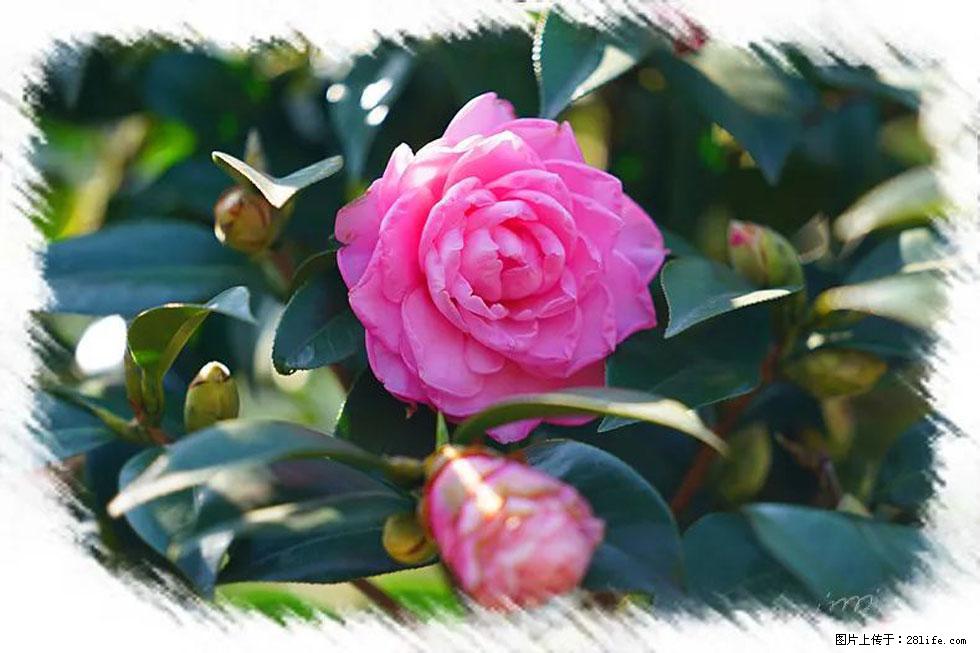 【春天，广西桂林灌阳县向您发出邀请！】杨柳井茶花惹人爱 - 游山玩水 - 兰州生活社区 - 兰州28生活网 lz.28life.net