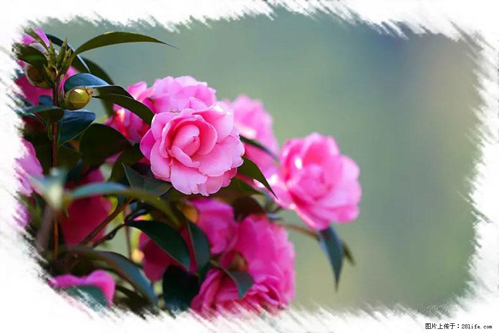 【春天，广西桂林灌阳县向您发出邀请！】杨柳井茶花惹人爱 - 游山玩水 - 兰州生活社区 - 兰州28生活网 lz.28life.net