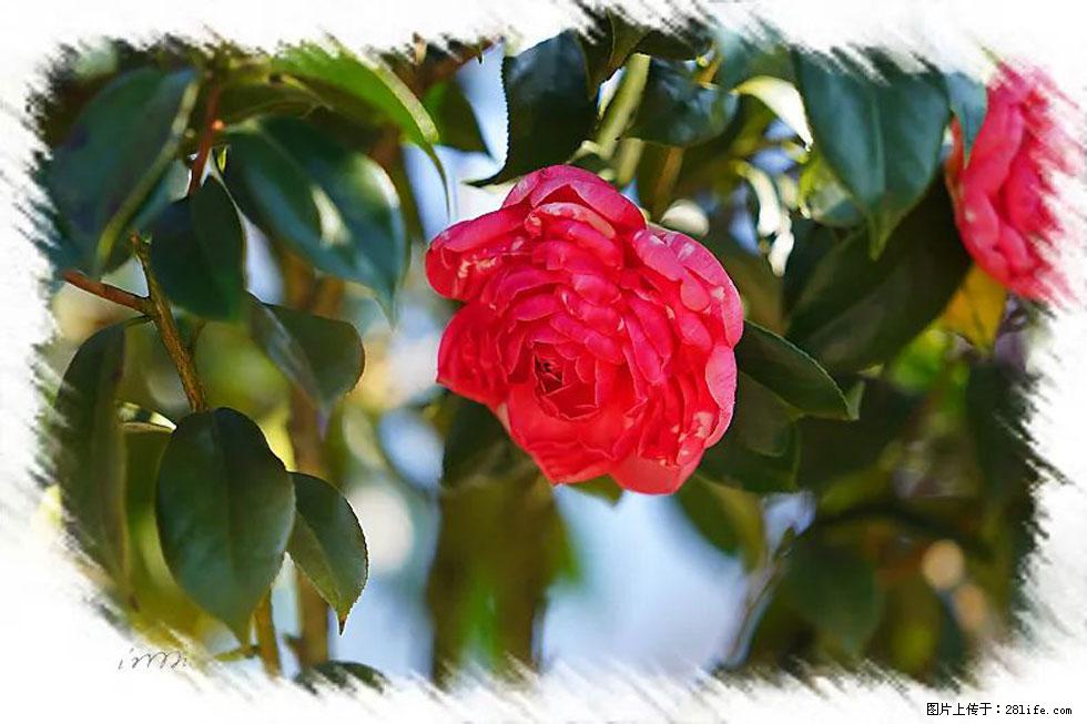 【春天，广西桂林灌阳县向您发出邀请！】杨柳井茶花惹人爱 - 游山玩水 - 兰州生活社区 - 兰州28生活网 lz.28life.net
