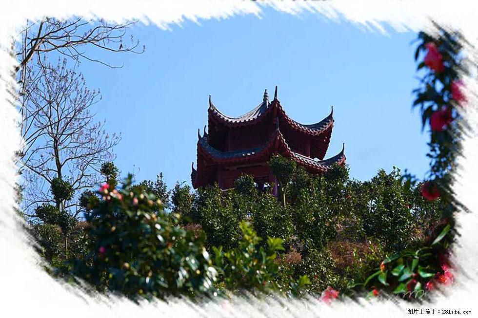 【春天，广西桂林灌阳县向您发出邀请！】杨柳井茶花惹人爱 - 游山玩水 - 兰州生活社区 - 兰州28生活网 lz.28life.net