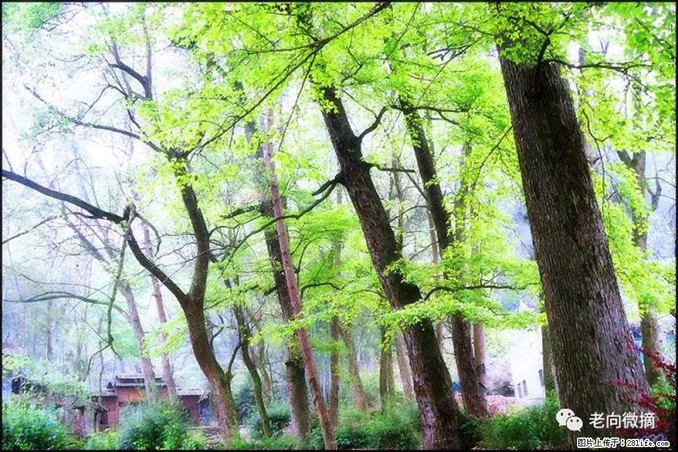 【春天，广西桂林灌阳县向您发出邀请！】在小龙村与春天约会 - 游山玩水 - 兰州生活社区 - 兰州28生活网 lz.28life.net