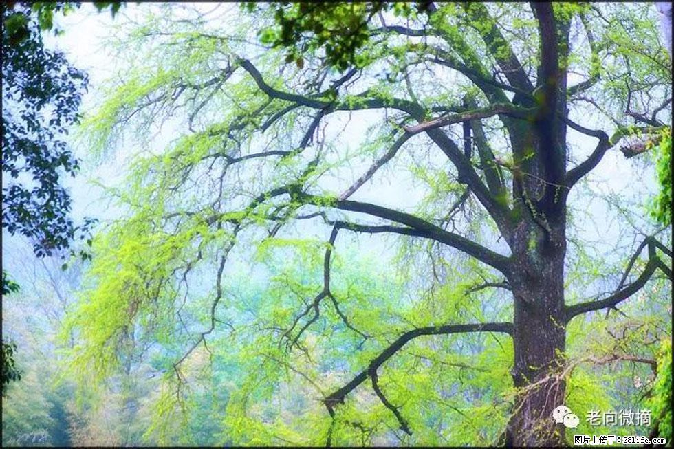 【春天，广西桂林灌阳县向您发出邀请！】在小龙村与春天约会 - 游山玩水 - 兰州生活社区 - 兰州28生活网 lz.28life.net