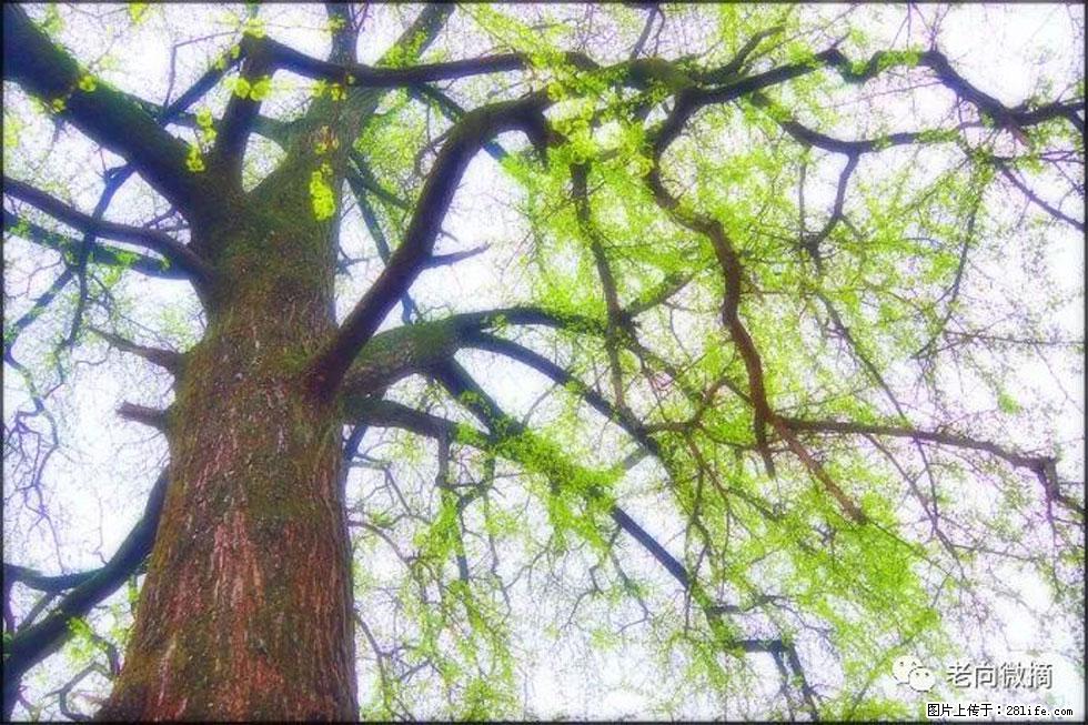 【春天，广西桂林灌阳县向您发出邀请！】在小龙村与春天约会 - 游山玩水 - 兰州生活社区 - 兰州28生活网 lz.28life.net