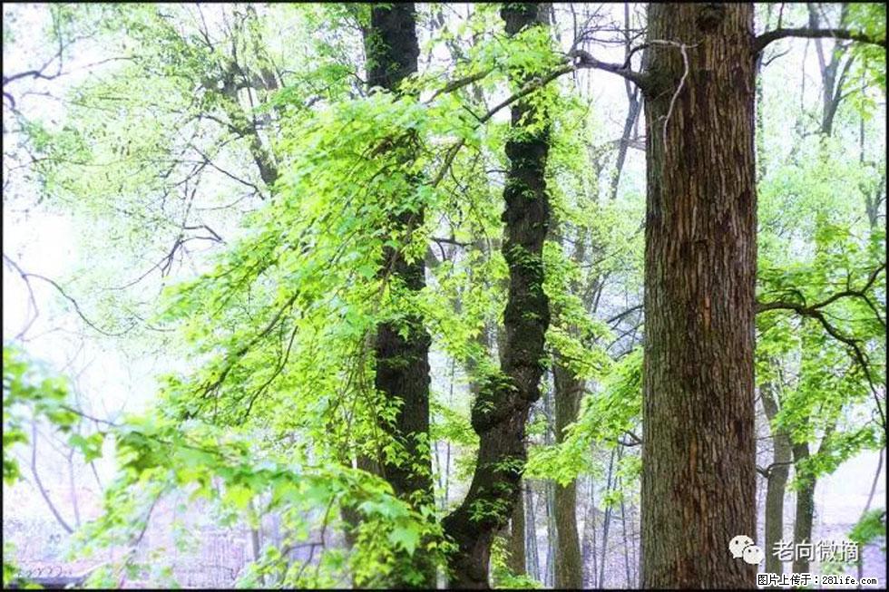 【春天，广西桂林灌阳县向您发出邀请！】在小龙村与春天约会 - 游山玩水 - 兰州生活社区 - 兰州28生活网 lz.28life.net
