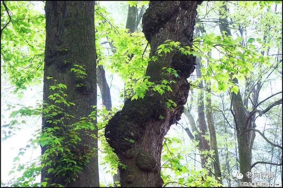 【春天，广西桂林灌阳县向您发出邀请！】在小龙村与春天约会 - 游山玩水 - 兰州生活社区 - 兰州28生活网 lz.28life.net