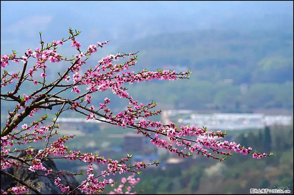 【春天，广西桂林灌阳县向您发出邀请！】望月岭上桃花开 - 游山玩水 - 兰州生活社区 - 兰州28生活网 lz.28life.net