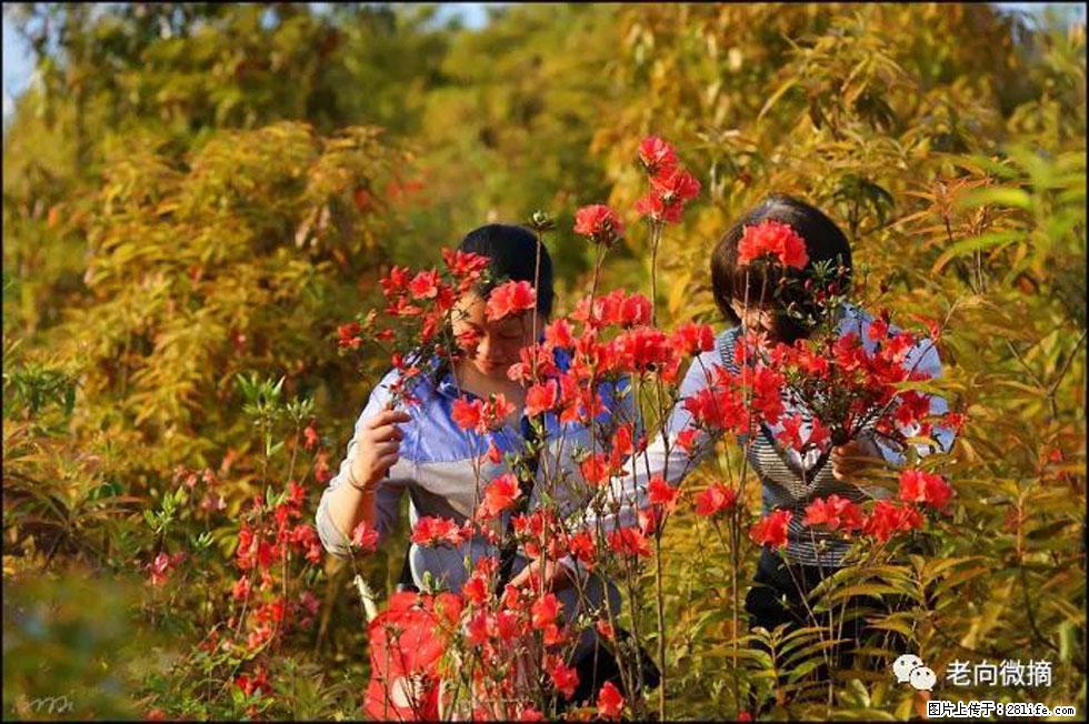 【春天，广西桂林灌阳县向您发出邀请！】登麒麟山，相约映山红 - 游山玩水 - 兰州生活社区 - 兰州28生活网 lz.28life.net