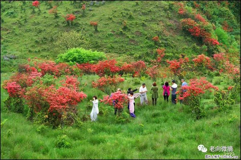 【春天，广西桂林灌阳县向您发出邀请！】宝盖山上映山红 - 游山玩水 - 兰州生活社区 - 兰州28生活网 lz.28life.net