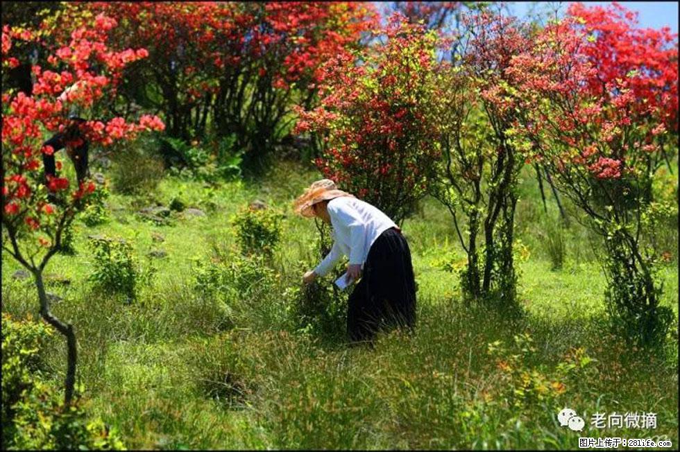 【春天，广西桂林灌阳县向您发出邀请！】宝盖山上映山红 - 游山玩水 - 兰州生活社区 - 兰州28生活网 lz.28life.net