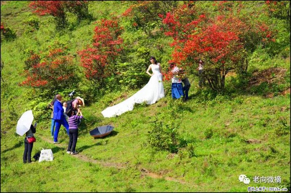【春天，广西桂林灌阳县向您发出邀请！】宝盖山上映山红 - 游山玩水 - 兰州生活社区 - 兰州28生活网 lz.28life.net