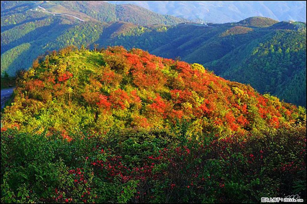 【春天，广西桂林灌阳县向您发出邀请！】春木界上映山红 - 游山玩水 - 兰州生活社区 - 兰州28生活网 lz.28life.net
