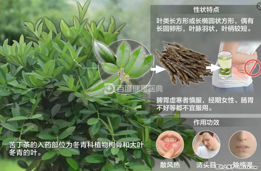 苦丁茶有哪些功效和作用 - 生活百科 - 兰州生活社区 - 兰州28生活网 lz.28life.net