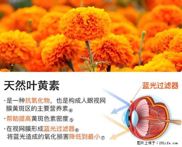 叶黄素有什么功效和作用 - 生活百科 - 兰州生活社区 - 兰州28生活网 lz.28life.net