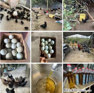 油茶园从小鸡仔开始养起的纯土鸡、土鸡蛋可以预定啦！还有前几天刚榨的纯山茶油哦 - 兰州28生活网 lz.28life.net