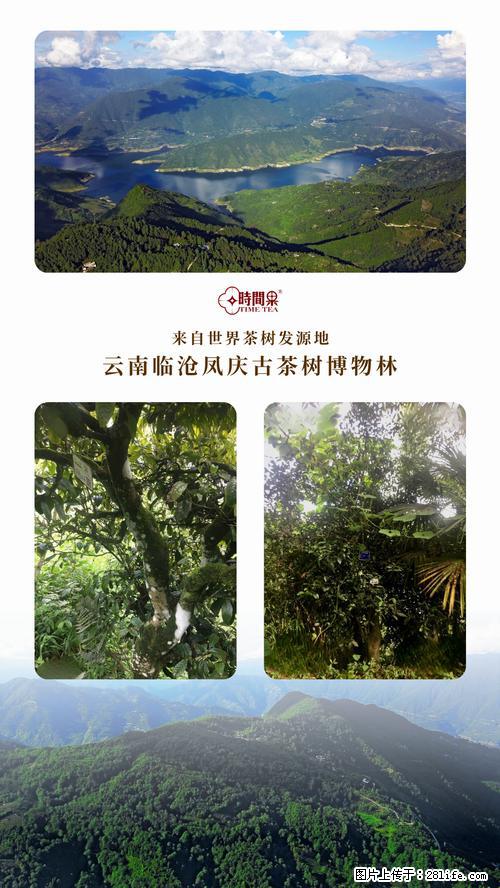 时间果百年古树2025年春红茶 - 购物交流 - 兰州生活社区 - 兰州28生活网 lz.28life.net