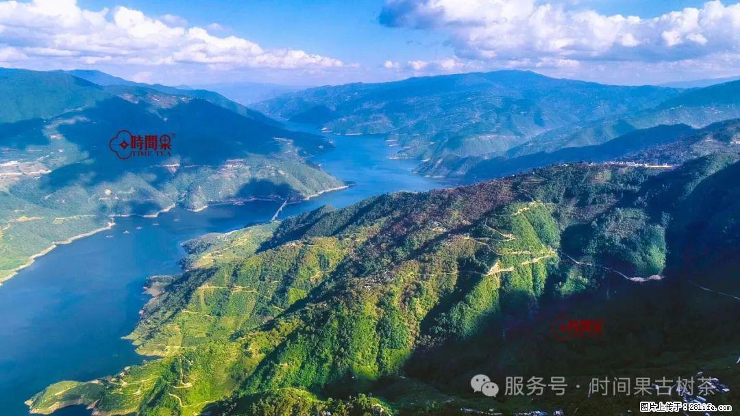 时间果百年古树龙珠普洱生茶 - 购物交流 - 兰州生活社区 - 兰州28生活网 lz.28life.net