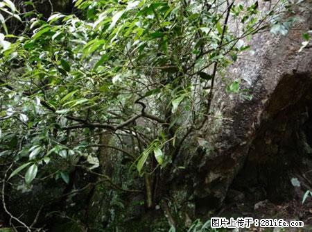 平乐石崖茶，珍贵仅次于金花茶 - 兰州生活资讯 - 兰州28生活网 lz.28life.net