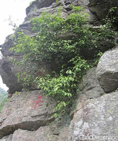 平乐石崖茶，珍贵仅次于金花茶 - 兰州生活资讯 - 兰州28生活网 lz.28life.net