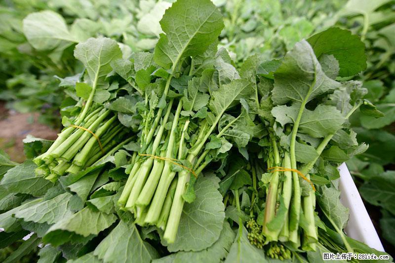这些蔬菜是“天然钙片”，这6种被医生重点推荐 - 兰州生活资讯 - 兰州28生活网 lz.28life.net